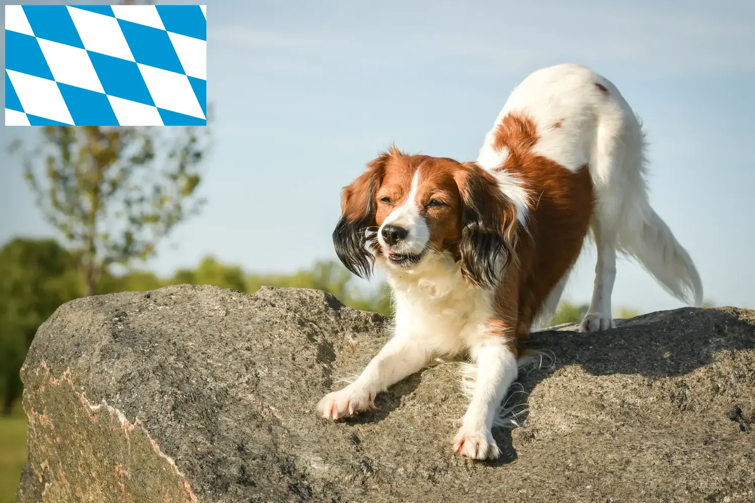 Подробнее о статье Голландские заводчики и щенки Kooikerhondje в Баварии