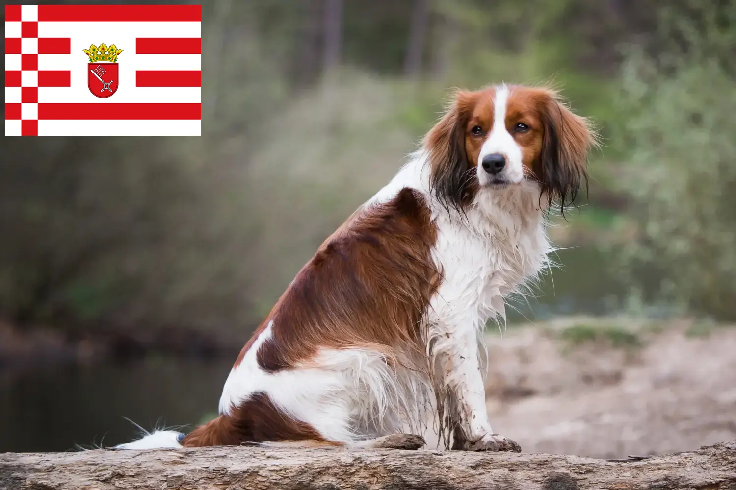 Подробнее о статье Голландские кукерхонды (Kooikerhondje) заводчики и щенки в Бремене