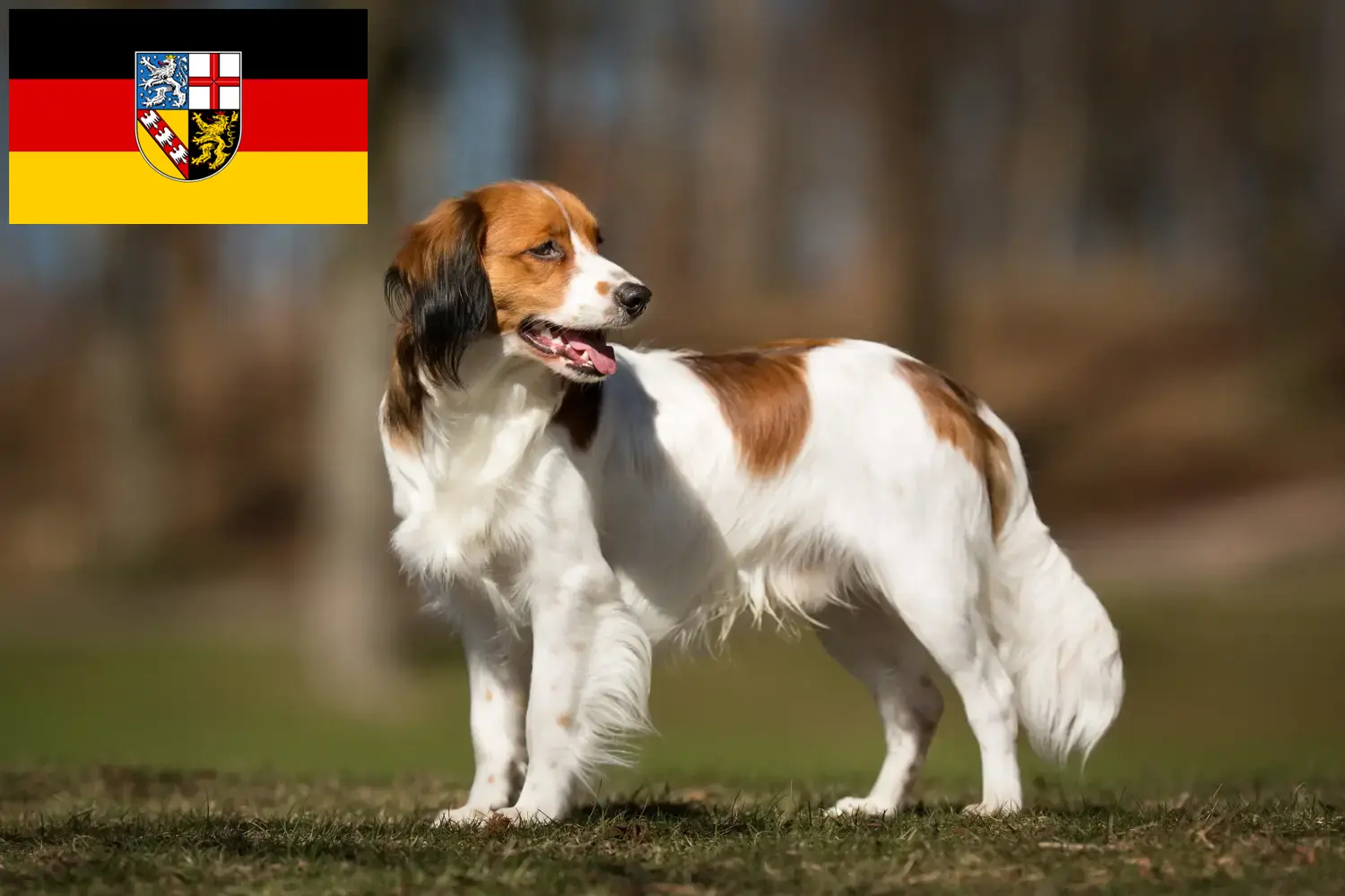 Подробнее о статье Голландские заводчики и щенки Kooikerhondje в Саарланде