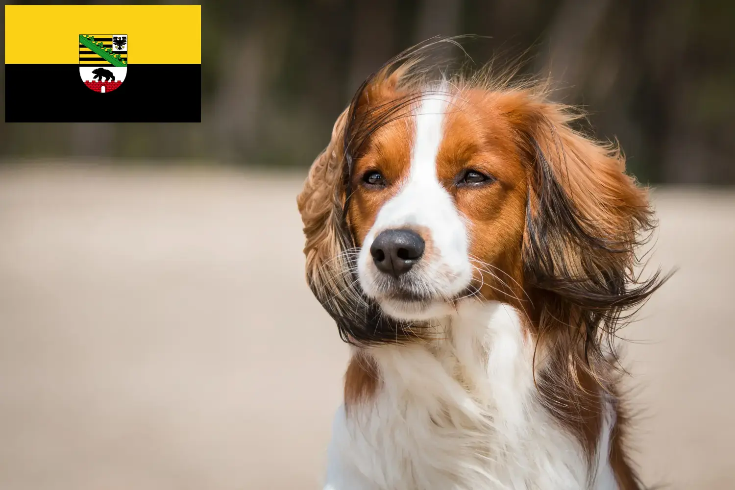 Голландские щенки и заводчики Kooikerhondje Саксония-Анхальт Найдите заводчиков голландских кукерхондов в регионе Саксония-Анхальт здесь.