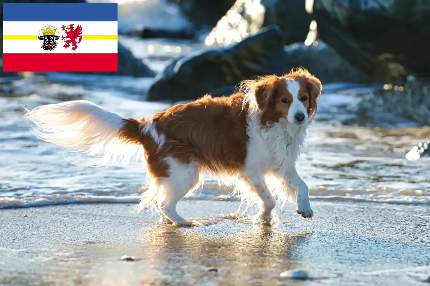 Подробнее о статье Голландские заводчики и щенки Kooikerhondje в Мекленбург-Передняя Померания