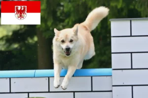 Подробнее о статье Заводчики и щенки норвежского бухунда в Бранденбурге