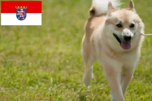 Подробнее о статье Заводчики и щенки норвежского бухунда в Гессене