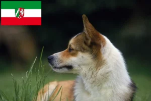 Подробнее о статье Заводчики и щенки норвежского лундехунда в регионе Северный Рейн-Вестфалия