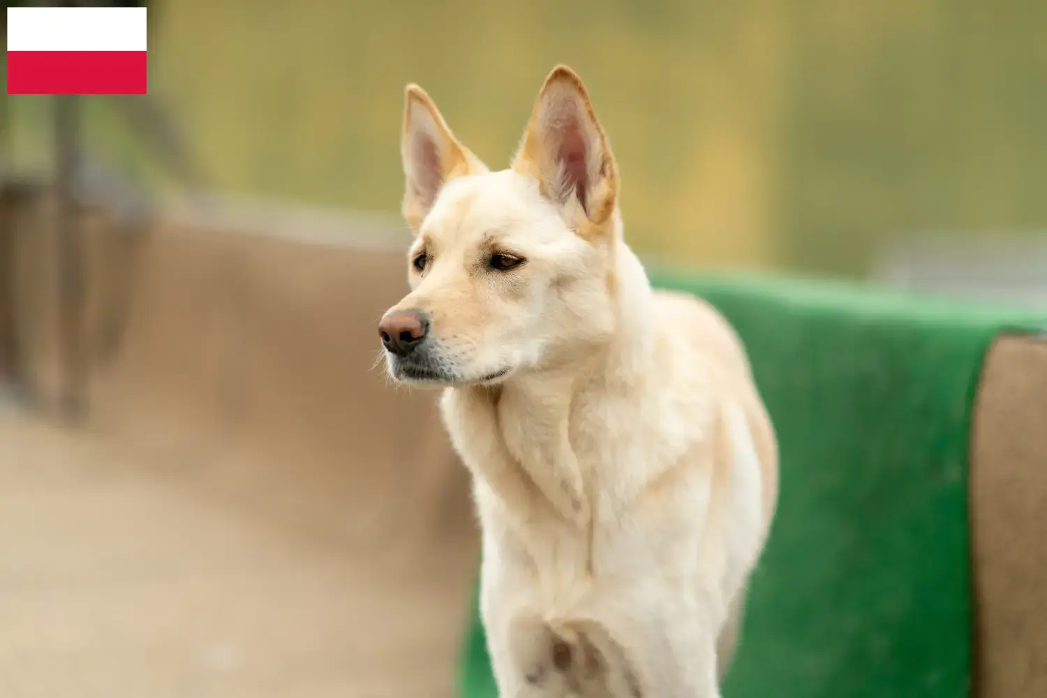 Корея Джиндо Собаки щенки и заводчики Польша Найдите заводчика Korea Jindo Dog в Польше здесь.