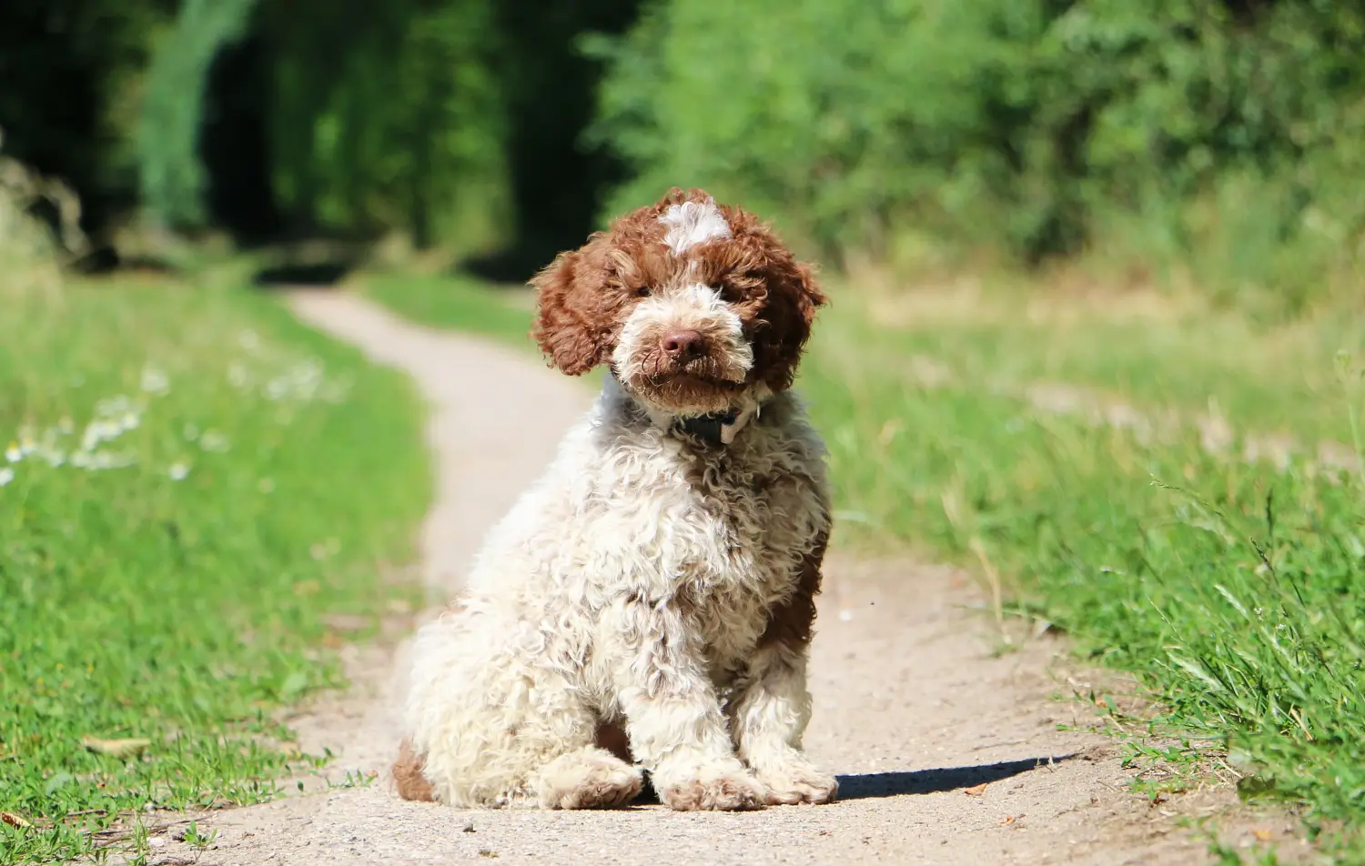 Покупая щенка Lagotto Romagnolo, вы берете на себя ответственность! Купить щенков Лаготто Романьоло.
