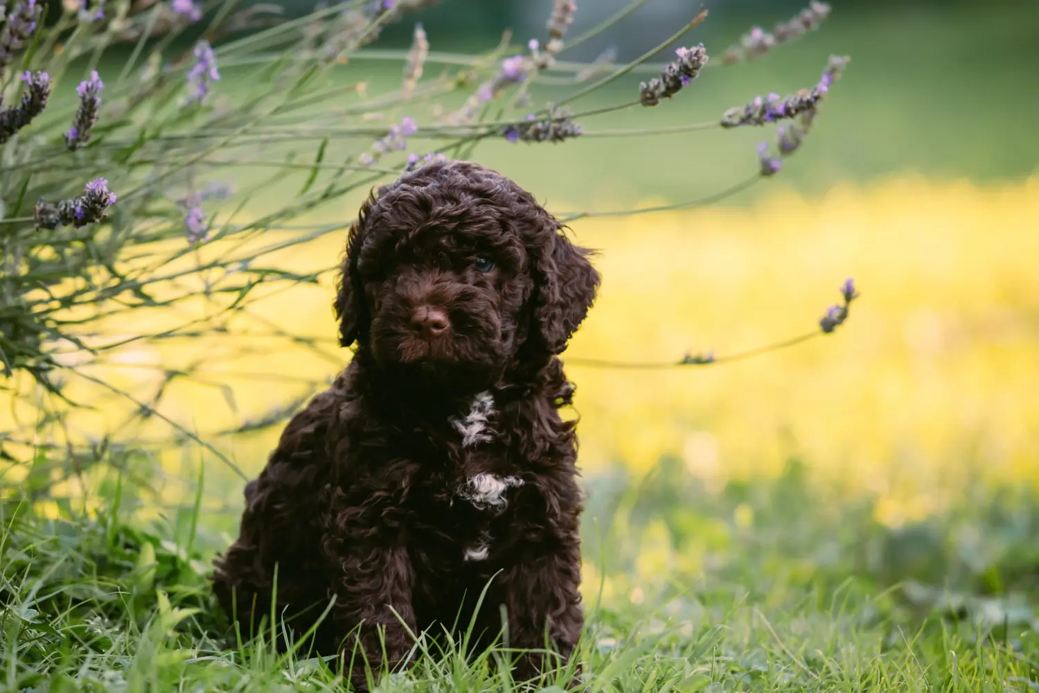 Покупая щенка Lagotto Romagnolo, вы берете на себя ответственность! Купить щенков Лаготто Романьоло.