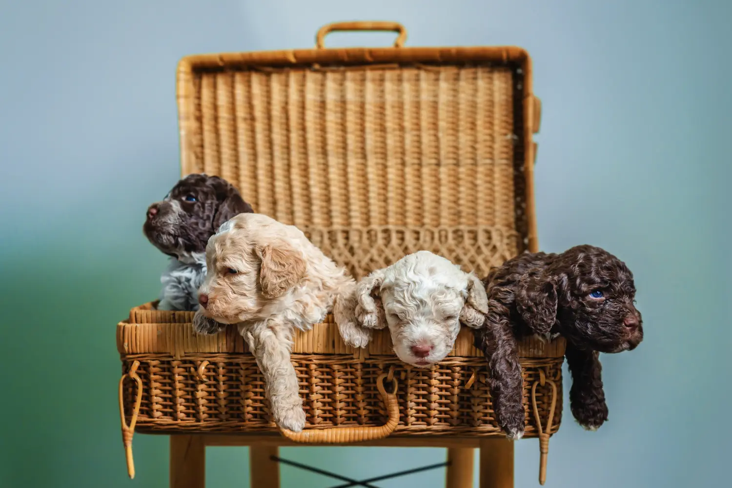 Покупая щенка Lagotto Romagnolo, вы берете на себя ответственность! Купить щенков Лаготто Романьоло.