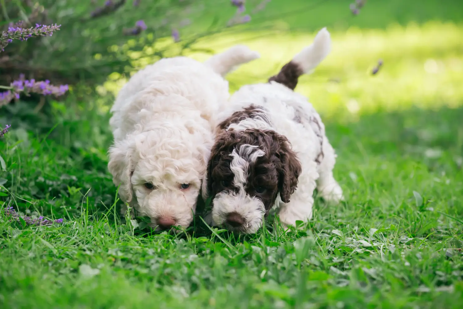 Покупая щенка Lagotto Romagnolo, вы берете на себя ответственность! Купить щенков Лаготто Романьоло.