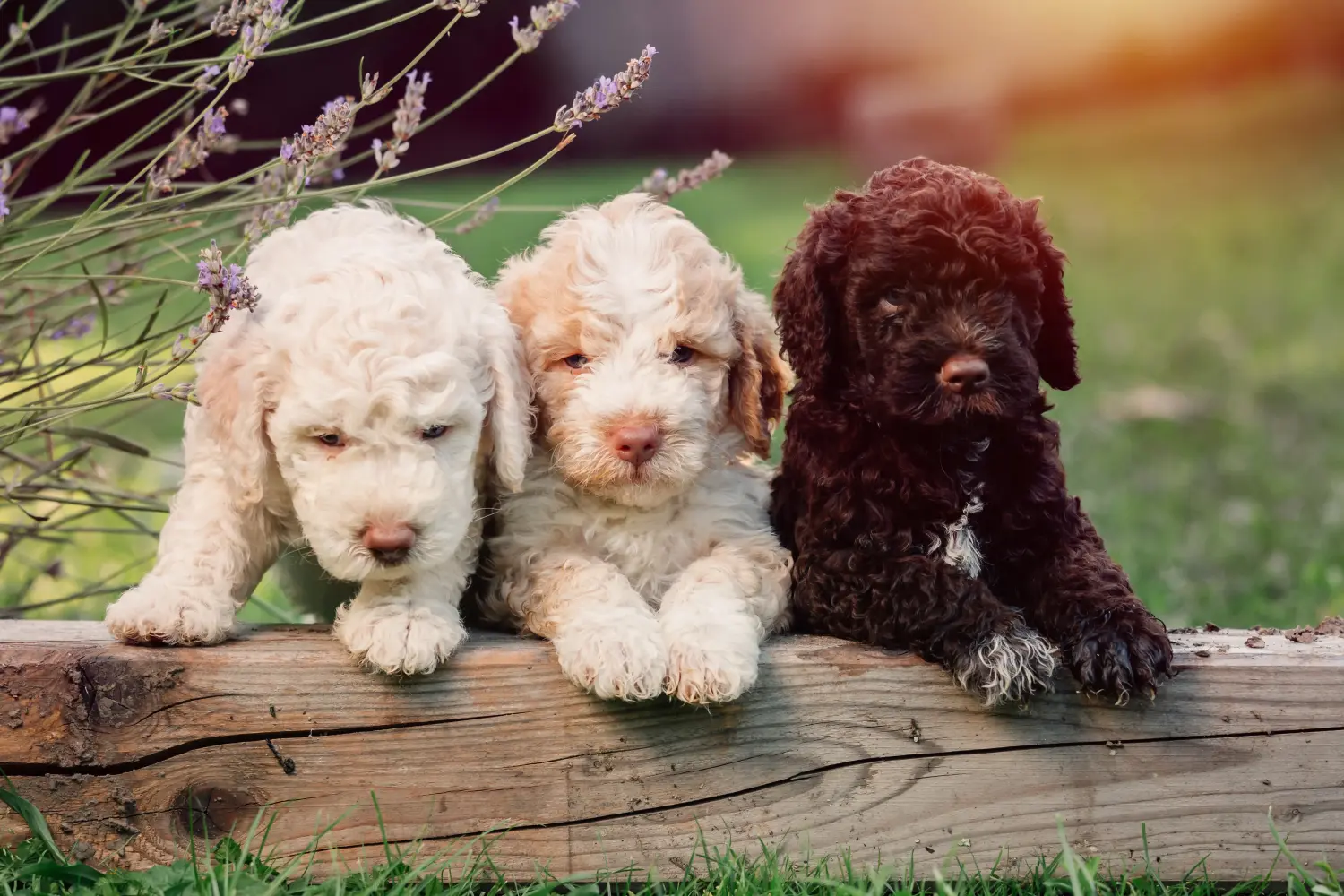 Покупая щенка Lagotto Romagnolo, вы берете на себя ответственность! Купить щенков Лаготто Романьоло.
