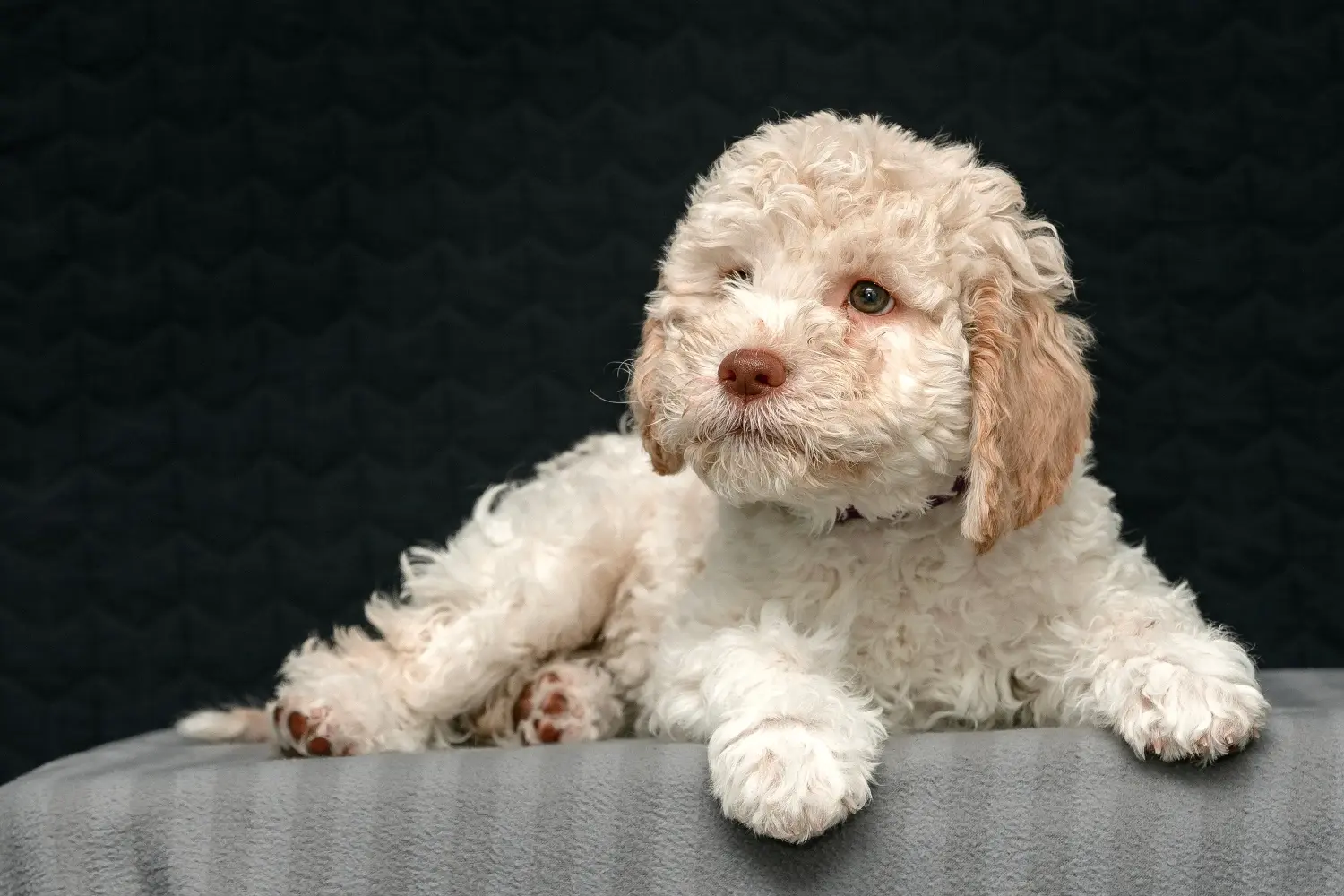 Покупая щенка Lagotto Romagnolo, вы берете на себя ответственность! Купить щенков Лаготто Романьоло.