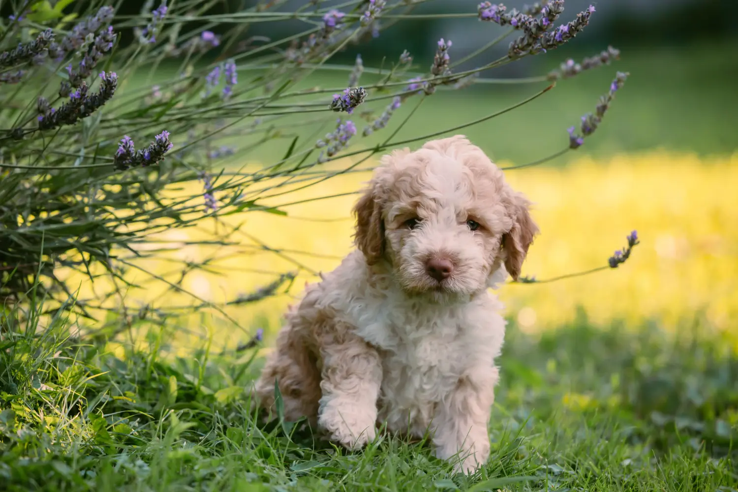 Покупая щенка Lagotto Romagnolo, вы берете на себя ответственность! Купить щенков Лаготто Романьоло.