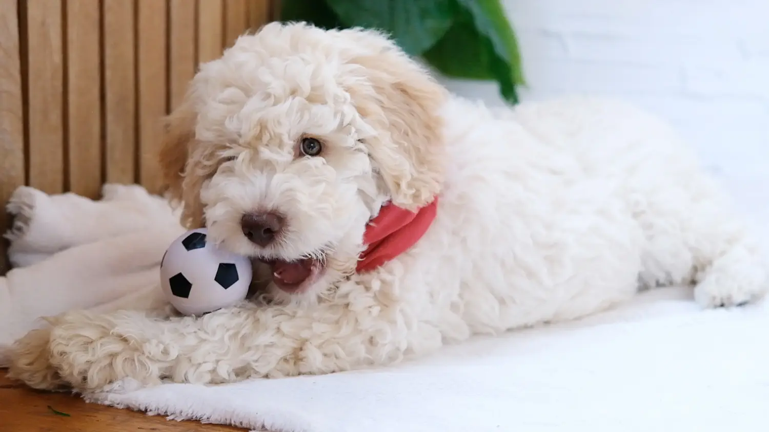 Покупая щенка Lagotto Romagnolo, вы берете на себя ответственность! Купить щенков Лаготто Романьоло.