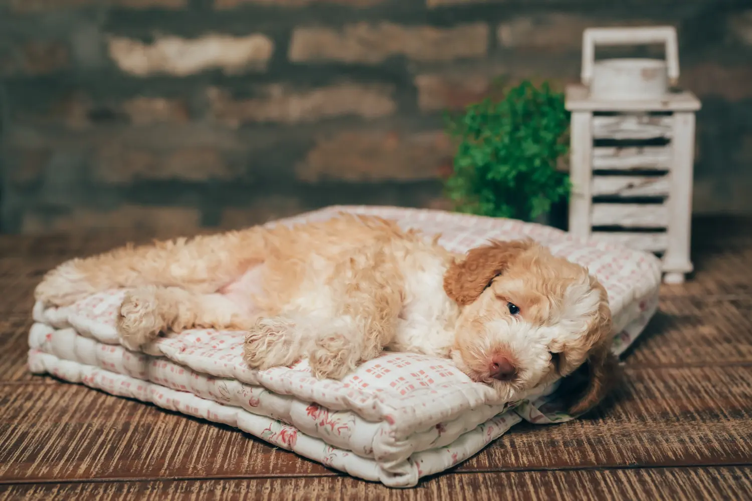 Покупая щенка Lagotto Romagnolo, вы берете на себя ответственность! Купить щенков Лаготто Романьоло.