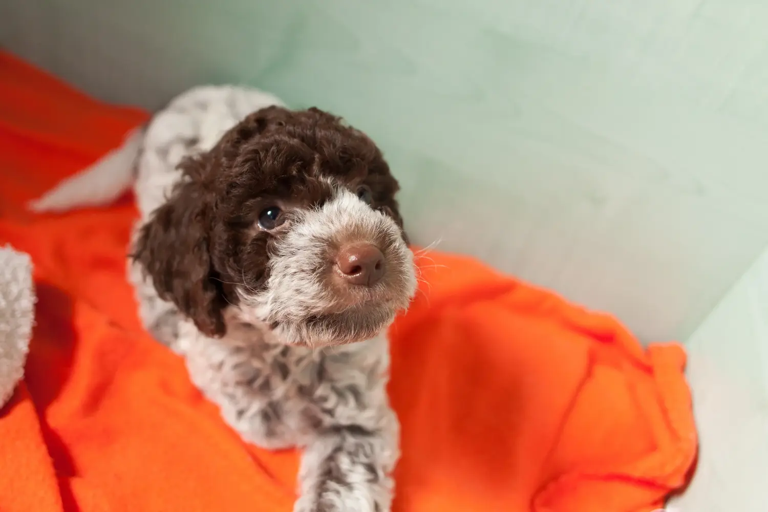 Покупая щенка Lagotto Romagnolo, вы берете на себя ответственность! Купить щенков Лаготто Романьоло.