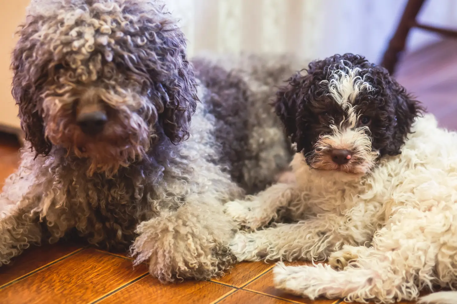 Покупая щенка Lagotto Romagnolo, вы берете на себя ответственность! Купить щенков Лаготто Романьоло.