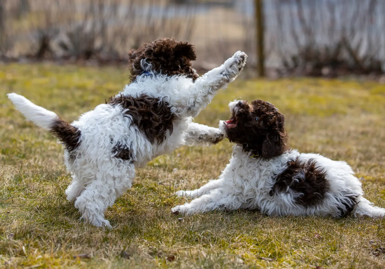 Покупая щенка Lagotto Romagnolo, вы берете на себя ответственность! Купить щенков Лаготто Романьоло.