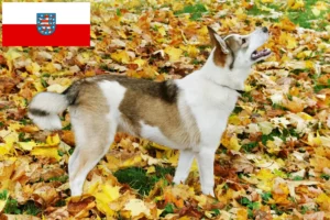 Подробнее о статье Заводчики и щенки Лайка в Тюрингии