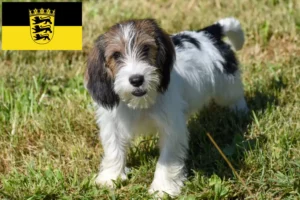 Подробнее о статье Заводчики и щенки Petit Basset Griffon Vendéen в Баден-Вюртемберге