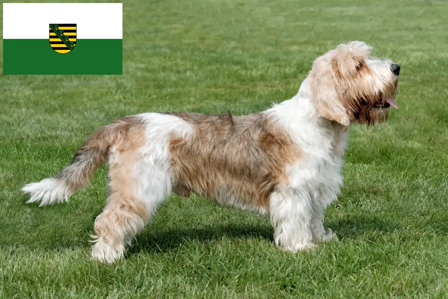 Щенки и заводчики Petit Basset Griffon Vendéen Саксония Найдите заводчиков Petit Basset Griffon Vendéens в Саксонии.
