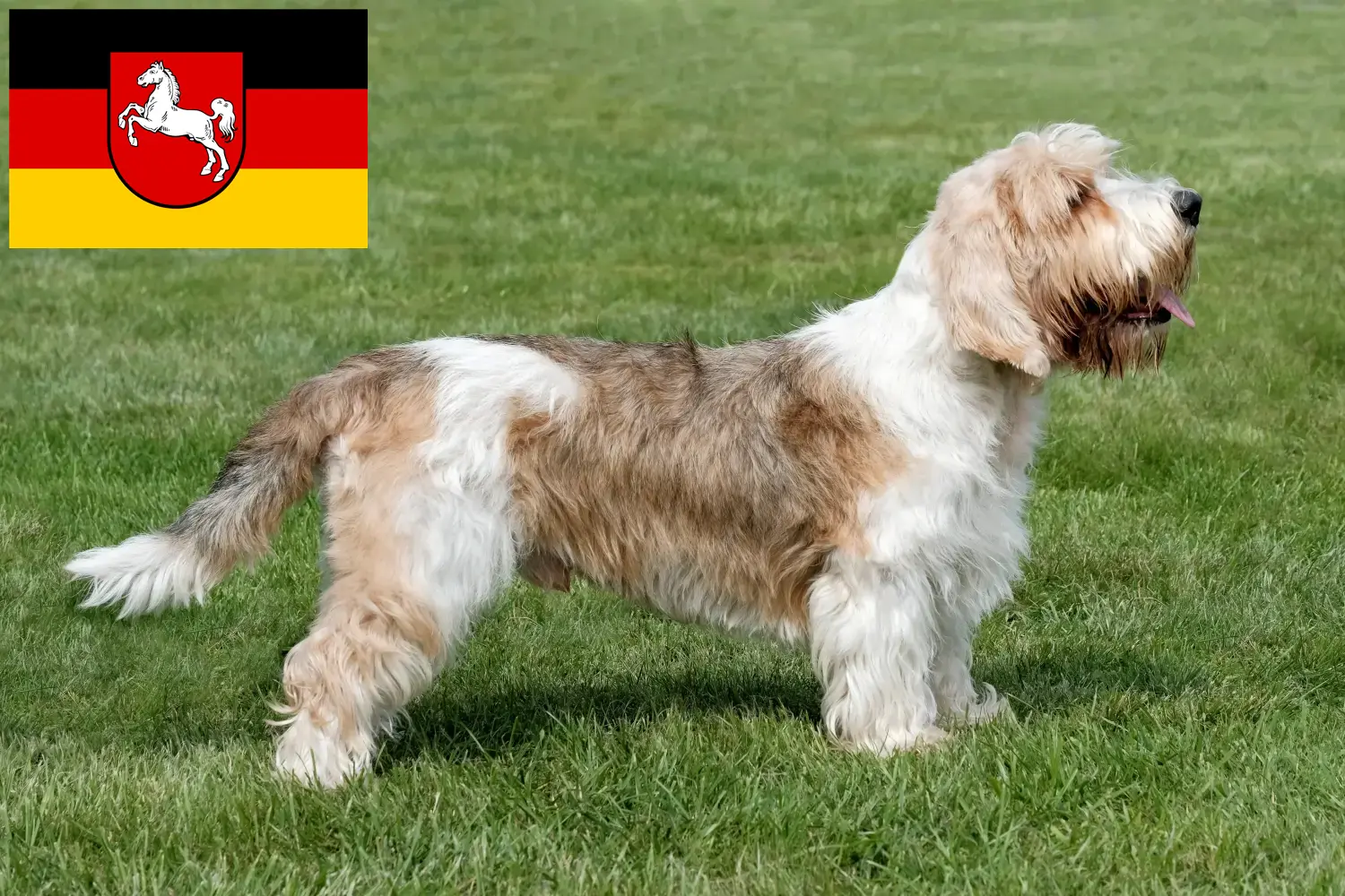Щенки и заводчики Petit Basset Griffon Vendéen Нижняя Саксония Найдите заводчиков Petit Basset Griffon Vendéens в Нижней Саксонии.