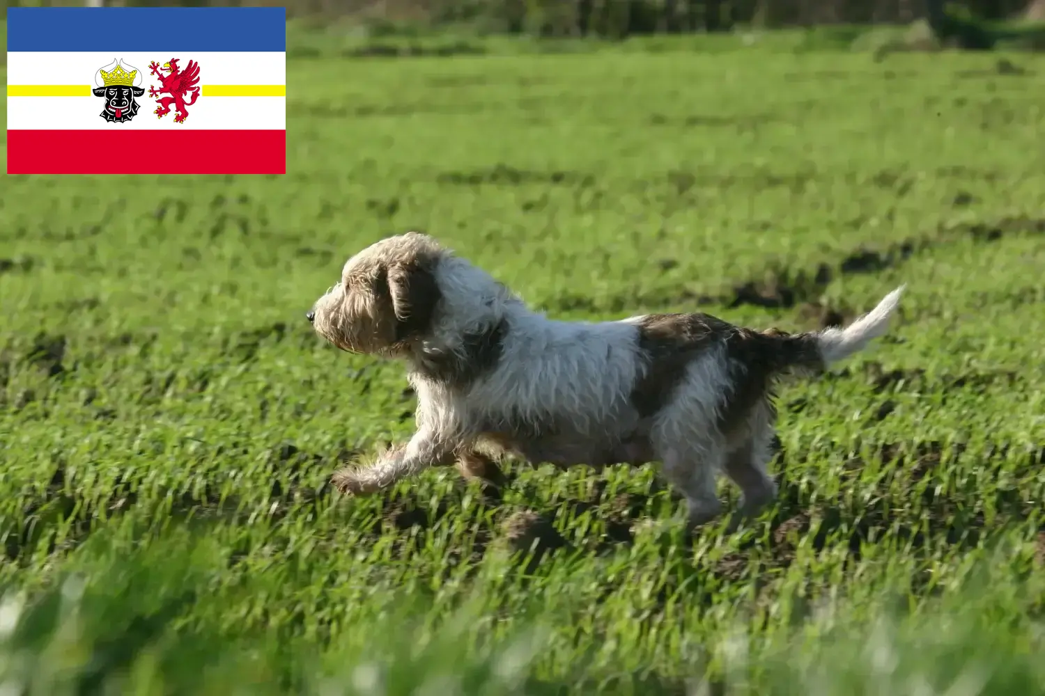 Щенки и заводчики Petit Basset Griffon Vendéen Мекленбург-Передняя Померания Найдите заводчиков Petit Basset Griffon Vendéens в Mecklenburg-Vorpommern.