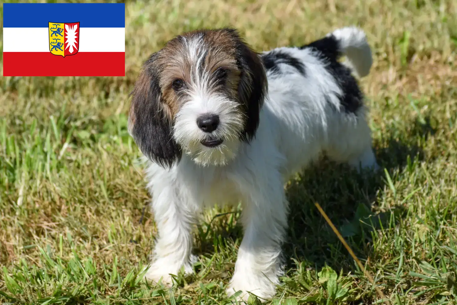 Щенки и заводчики Petit Basset Griffon Vendéen Шлезвиг-Гольштейн Найдите заводчиков Petit Basset Griffon Vendéens в Шлезвиг-Гольштейне.