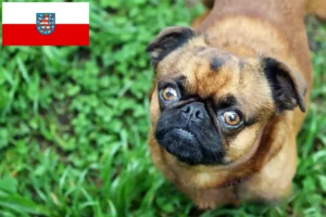 Подробнее о статье Заводчики и щенки Petit Brabançon в Тюрингии