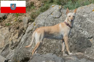 Подробнее о статье Заводчики и щенки Podenco в Тюрингии