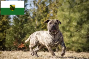 Подробнее о статье Заводчики и щенки Presa Canario в Саксонии