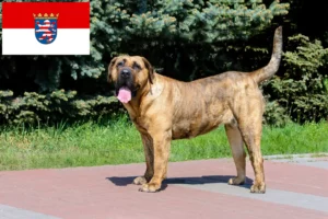Подробнее о статье Заводчики и щенки Presa Canario в Гессене