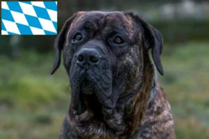 Подробнее о статье Заводчики и щенки Presa Canario в Баварии