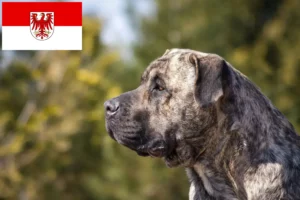 Подробнее о статье Заводчики и щенки Presa Canario в Бранденбурге