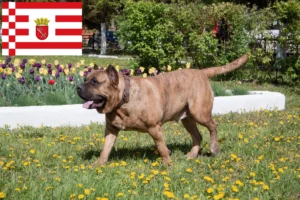 Подробнее о статье Заводчики и щенки Presa Canario в Бремене