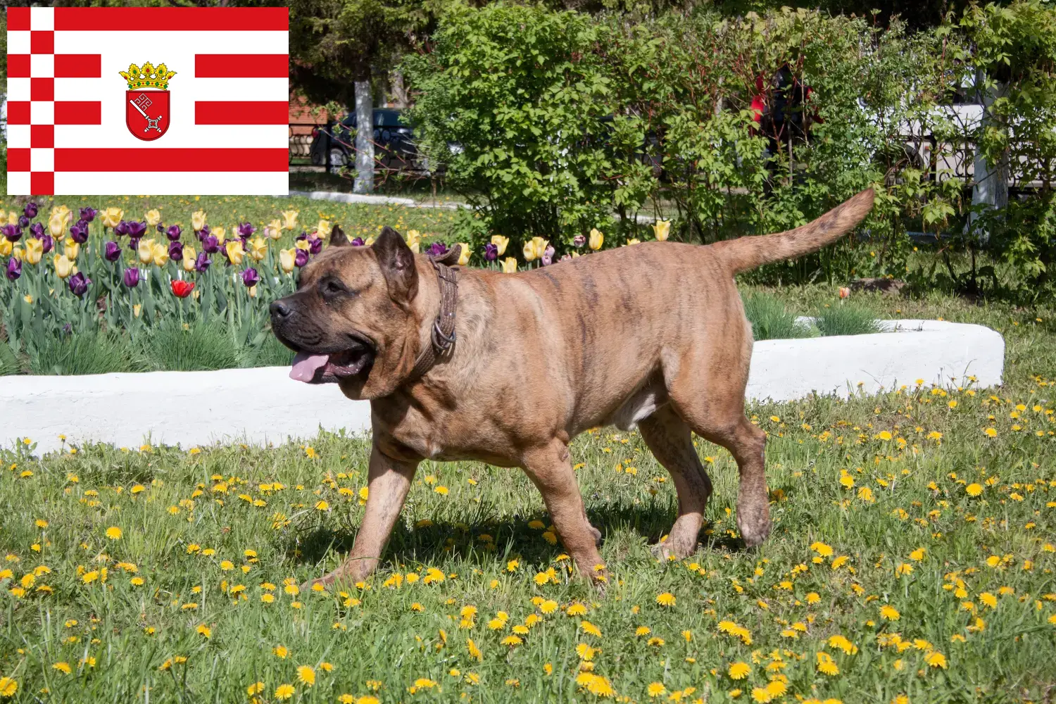 Подробнее о статье Заводчики и щенки Presa Canario в Бремене