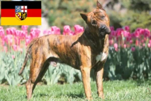 Подробнее о статье Заводчики и щенки Presa Canario в Саарланде