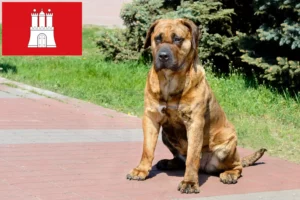 Подробнее о статье Заводчики и щенки Presa Canario в Гамбурге