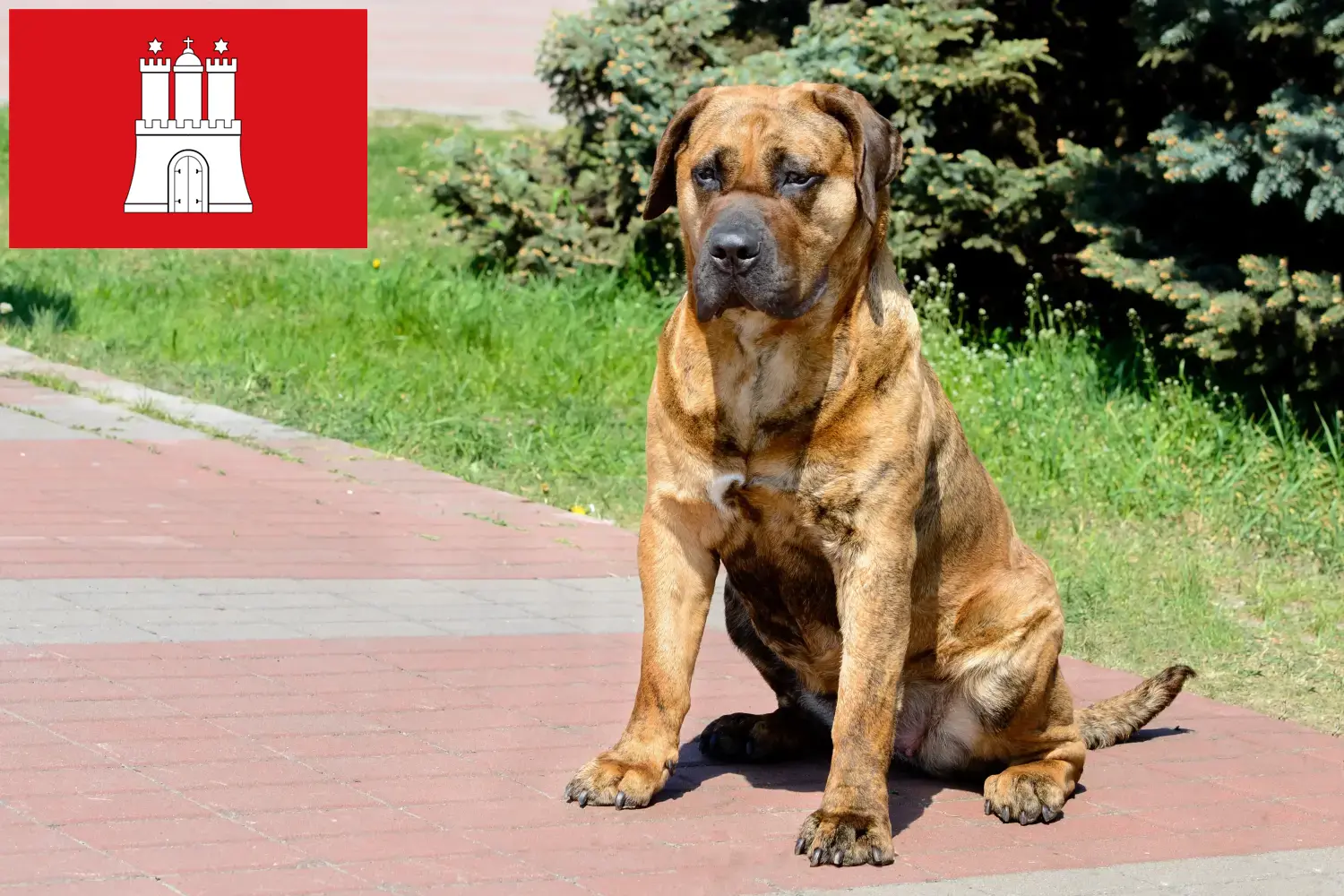 Подробнее о статье Заводчики и щенки Presa Canario в Гамбурге