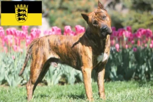Подробнее о статье Заводчики и щенки Presa Canario в Баден-Вюртемберге