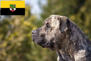Подробнее о статье Заводчики и щенки Presa Canario в Саксонии-Анхальт