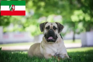 Подробнее о статье Заводчики и щенки Presa Canario в регионе Северный Рейн-Вестфалия