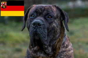 Подробнее о статье Заводчики и щенки Presa Canario в Рейнланд-Пфальц