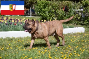 Подробнее о статье Заводчики и щенки Presa Canario в Шлезвиг-Гольштейн