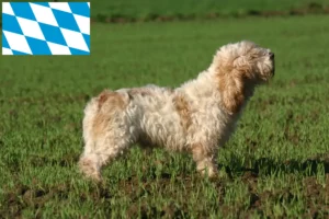 Подробнее о статье Заводчики и щенки Petit Basset Griffon Vendéen в Баварии