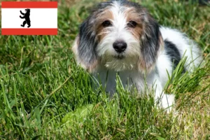 Подробнее о статье Заводчики и щенки Petit Basset Griffon Vendéen в Берлине