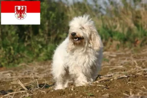 Подробнее о статье Заводчики и щенки Petit Basset Griffon Vendéen в Бранденбурге