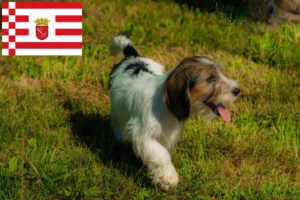 Подробнее о статье Заводчики и щенки Petit Basset Griffon Vendéen в Бремене