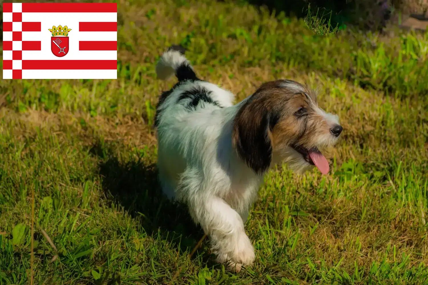 Щенки и заводчики Petit Basset Griffon Vendéen Бремен Найдите заводчиков Petit Basset Griffon Vendéens в Бремене.