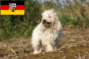 Подробнее о статье Заводчики и щенки Petit Basset Griffon Vendéen в Саарланде