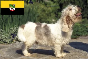 Подробнее о статье Заводчики и щенки Petit Basset Griffon Vendéen в Саксонии-Анхальт